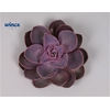 Echeveria Purple Pearl Cutflower Wincx-12cm