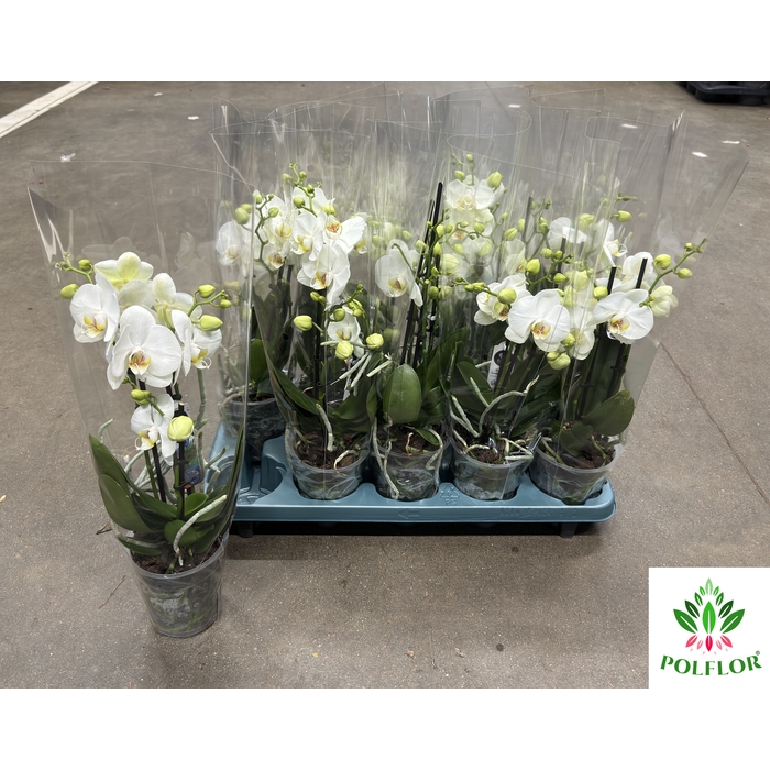 <h4>Phalaenopsis Cotton Duches 12Ø 40cm</h4>