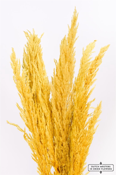 <h4>Dried Pampas Gras Yellow (8 Stems) Bunch</h4>