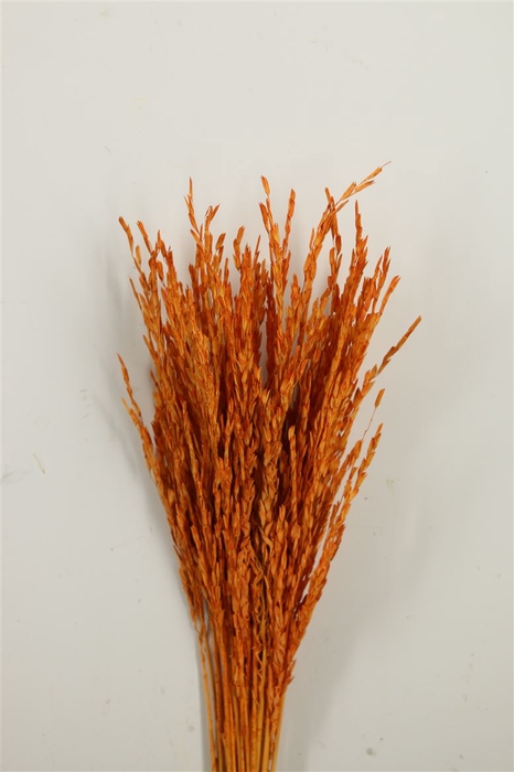 <h4>Dried Rice Oryza Orange Bunch</h4>