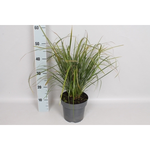 vaste planten 19 cm  Stipa calamagrostis