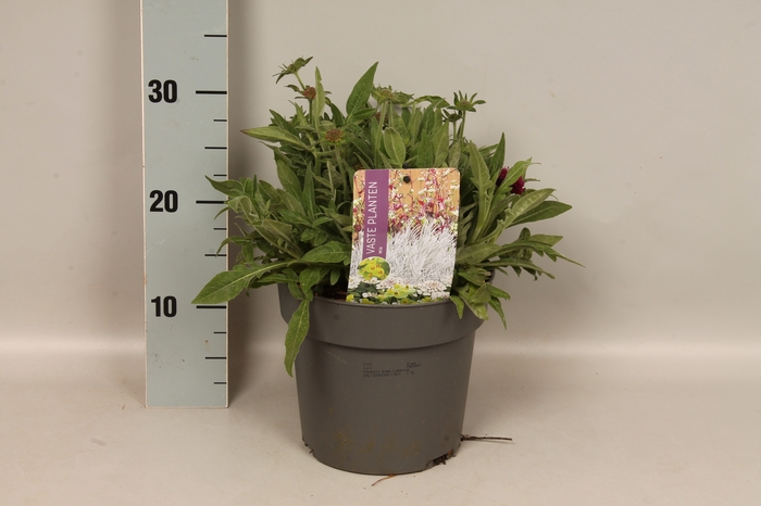 vaste planten 19 cm  Knautia Green Lightning