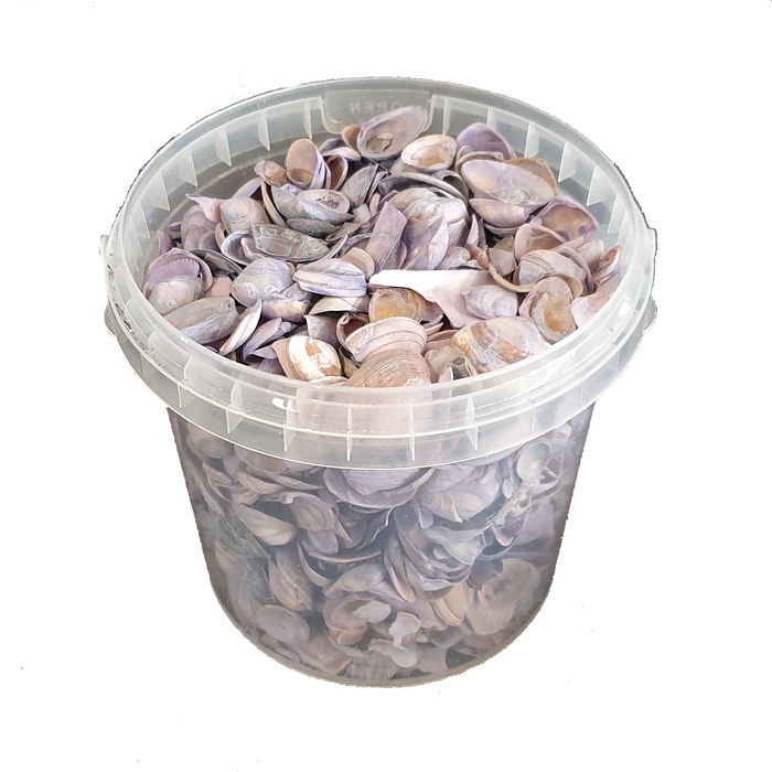 Shells north sea 1 ltr frosted purple