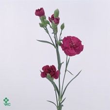 Dianthus sp vega