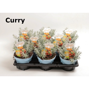 Kruiden NL Helichrysum (currykruid)
