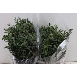 Euca Parvifolia Short 150gr P Bunch