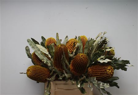 <h4>Banksia Menziesi Yellow</h4>