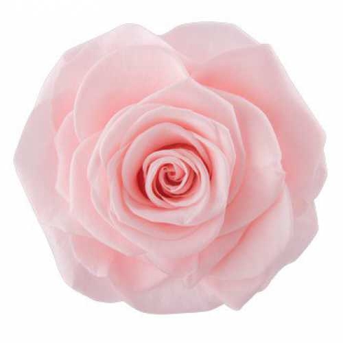 PRESERVED ROSES AVA PINK CHAMPAGNE 16PCS