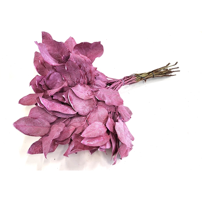 <h4>Salal tips mini dried per bunch Frosted Cerise</h4>