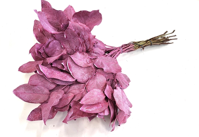 Salal tips dried per bunch Frosted Cerise