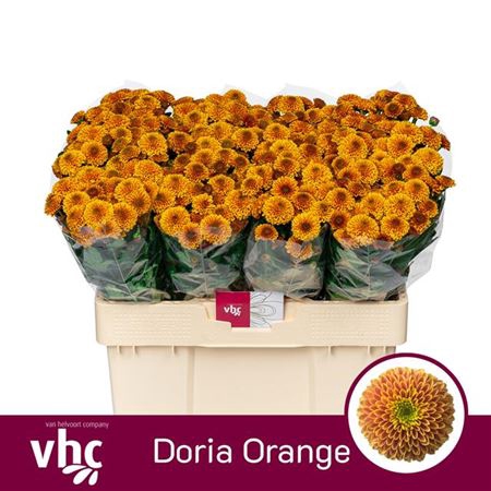 Chr San Doria Orange