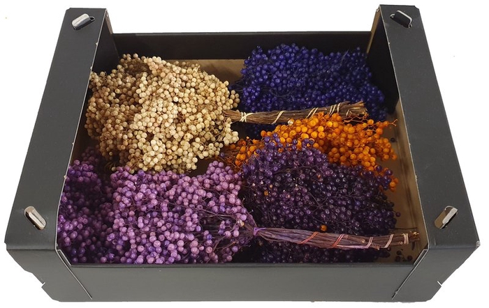 Pepperberries per bunch in poly mixed colours autu