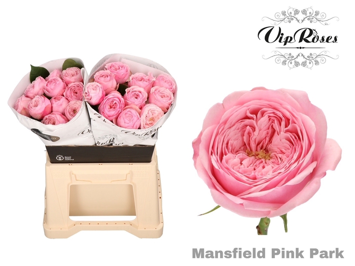 <h4>Rosa la garden mansfield pink park</h4>