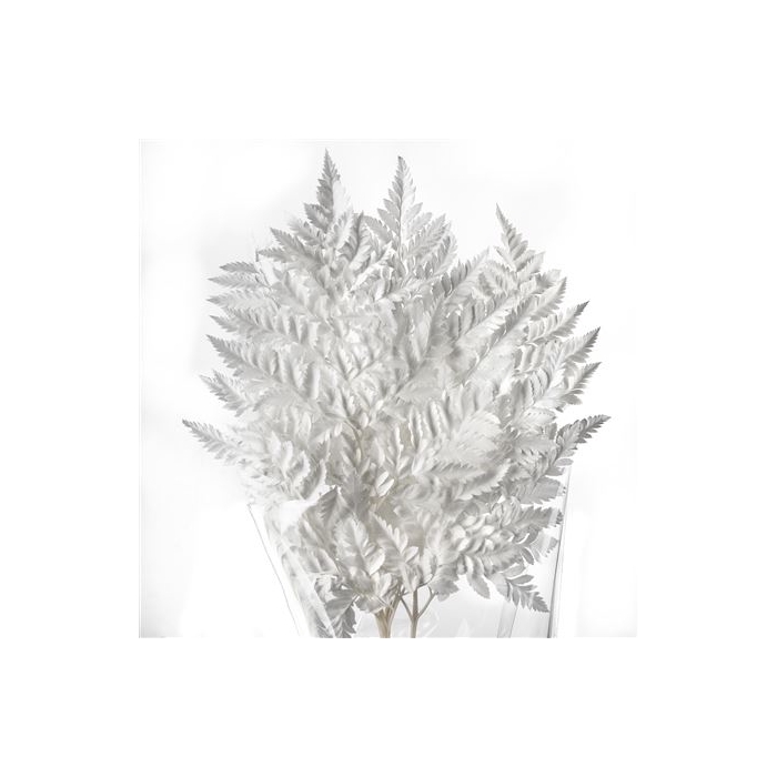 <h4>Leather Fern Preserved Bleached</h4>