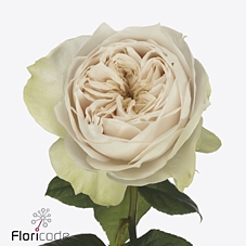 <h4>Rosa la garden shade of beige!</h4>
