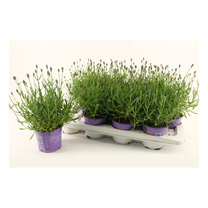 <h4>Lavandula angustifolia Essence Purple 12Ø 30cm</h4>