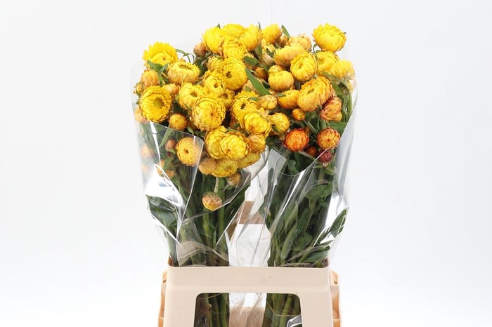<h4>Helichrysum Yellow</h4>