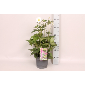 vaste planten 19 cm  Anemone Tiki Sensation White