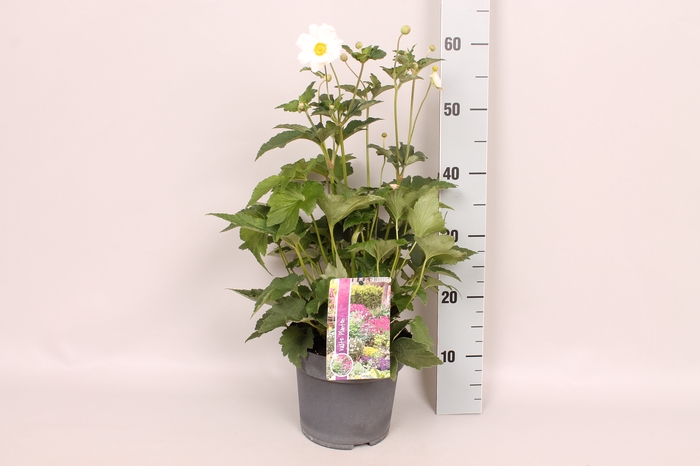 vaste planten 19 cm  Anemone Tiki Sensation White