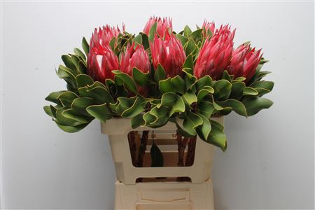 Protea Cynaroides Madiba