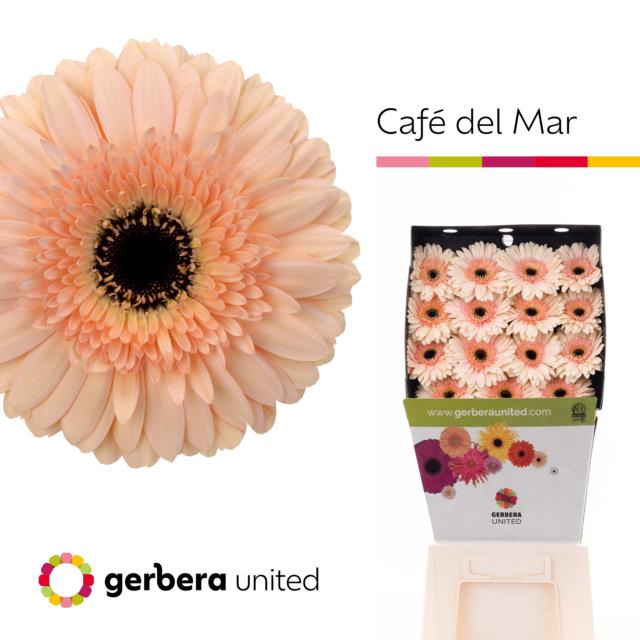 <h4>Gerbera diamond cafe del mar</h4>