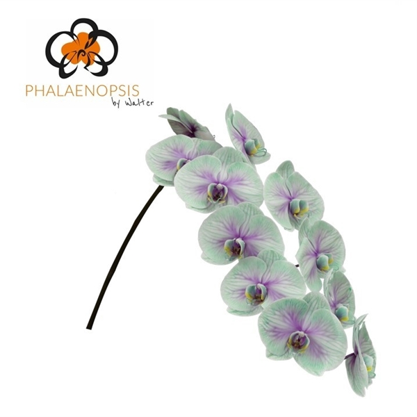<h4>Phalaenopsis paint ibiza</h4>