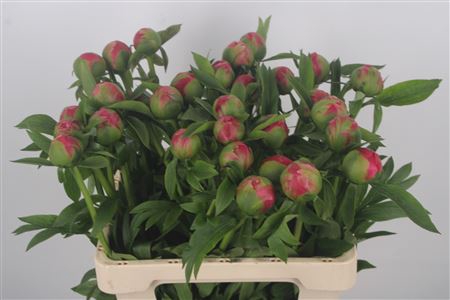 <h4>Paeonia L Coral Sunset</h4>