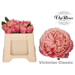 R GR VICTOR CLASSIC@