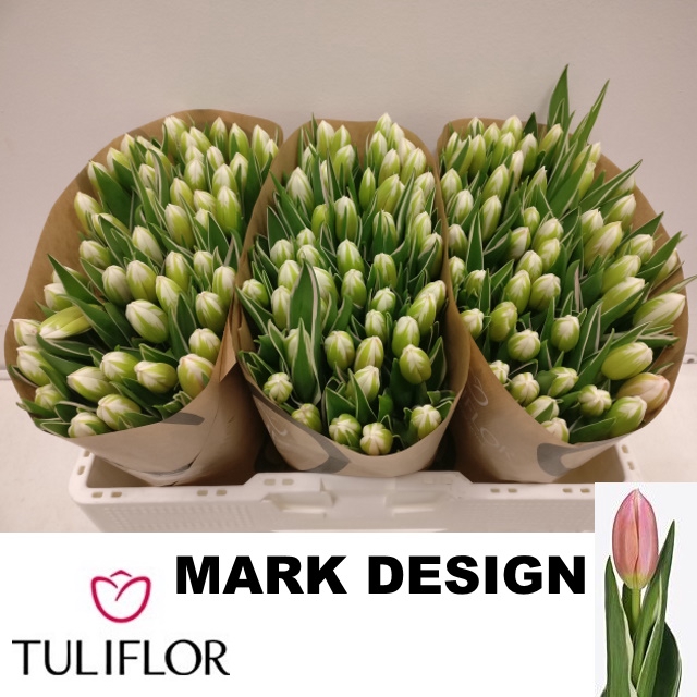 <h4>Tulipa si mark design</h4>