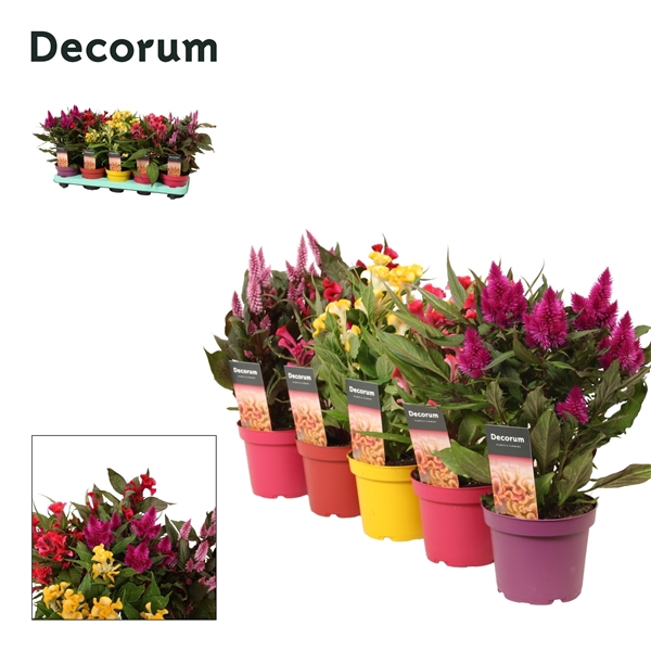 <h4>Celosia mix 5x2 with label | Decorum</h4>