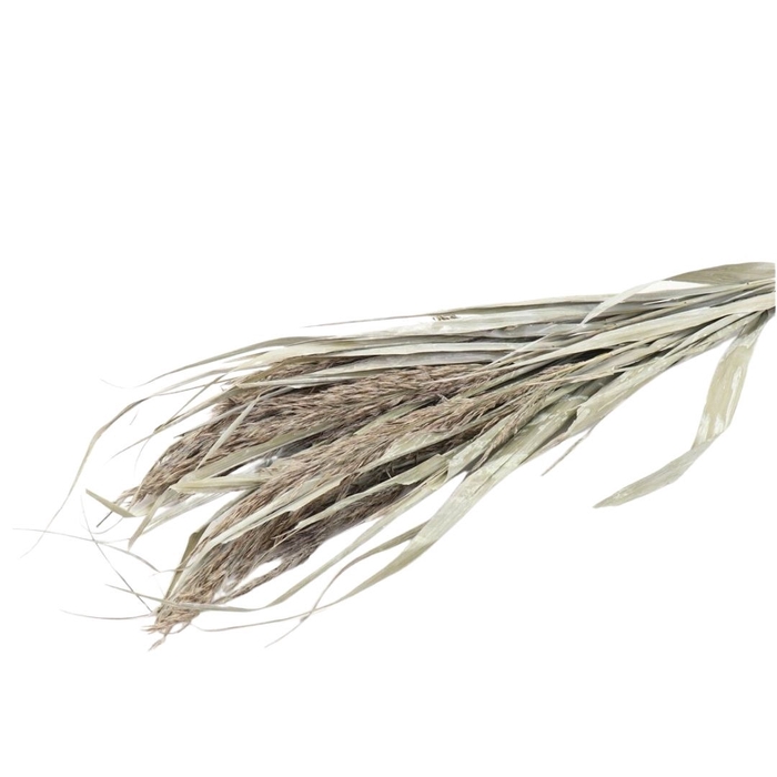 Droogbloem Ornamental grass 70cm