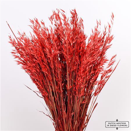 <h4>Dried Avena X5 Red Bunch</h4>