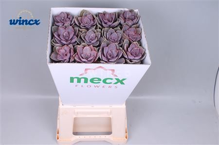 Echeveria Pearl V Neurenberg (mecx Flowers) Mecx-emmer 8cm