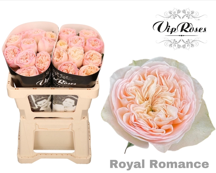 <h4>Rs Gr Royal Romance</h4>