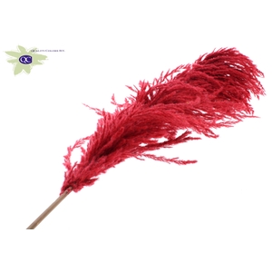 Pampas grass ± 175cm p/pc in poly red