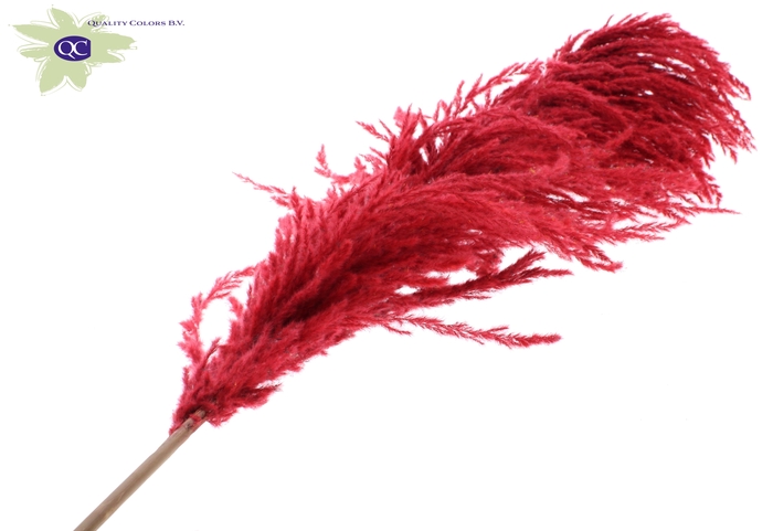 <h4>Pampas grass ± 175cm p/pc in poly red</h4>
