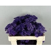 Pf Rice Flowers Purple 50g