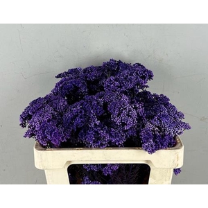 Pf Rice Flowers Purple 50g