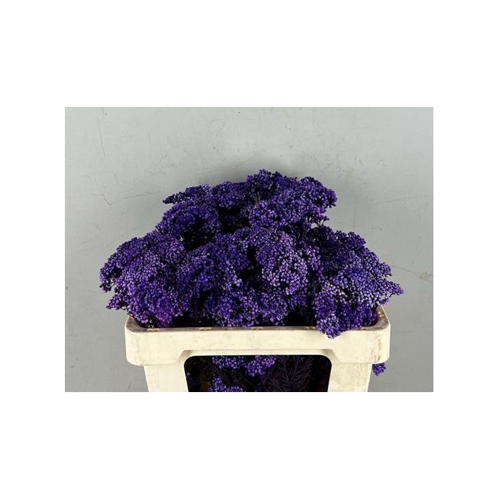 <h4>Pf Rice Flowers Purple 50g</h4>
