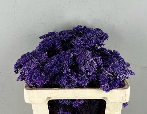 <h4>Pf Rice Flowers Purple 50g</h4>
