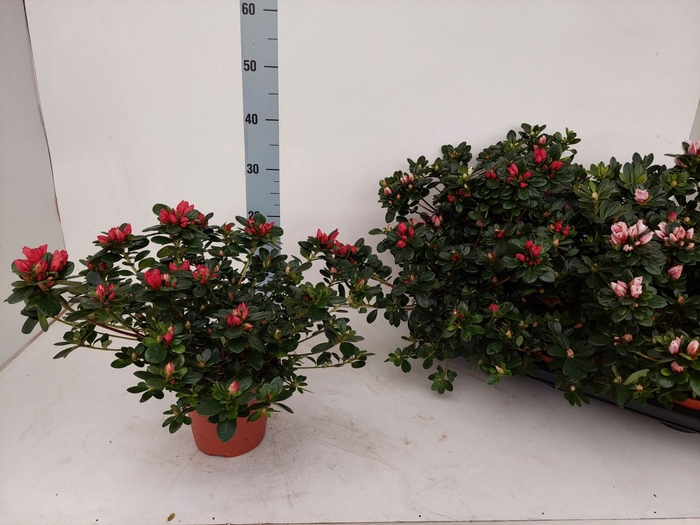 <h4>Rhododendron (Sim. gemengd</h4>
