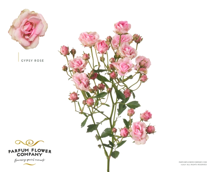<h4>Rosa Spray Garden Gypsy Rose</h4>