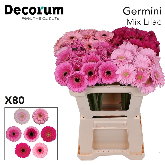 <h4>Germini Mix Lila Water</h4>