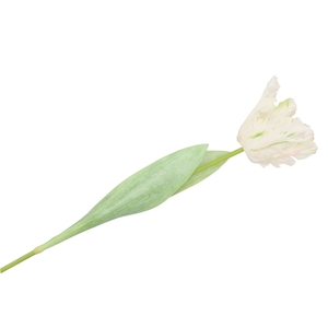 Silk Tulip White 64cm