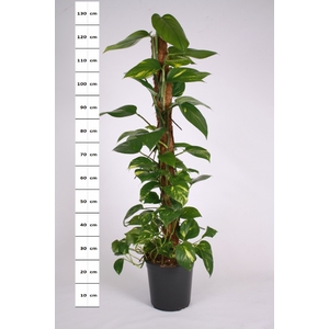 Epipremnum pinnatum mosstok 24Ø 120cm