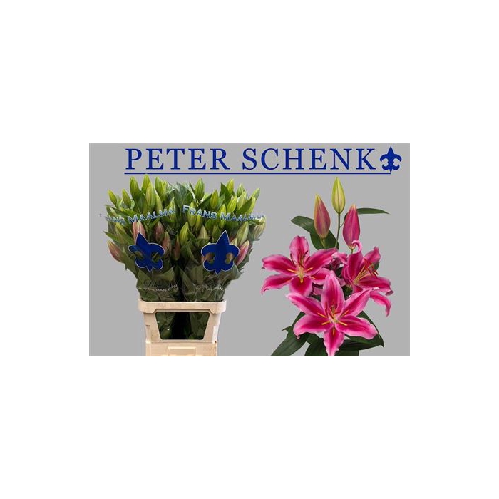 <h4>Li Or Peter Schenk</h4>