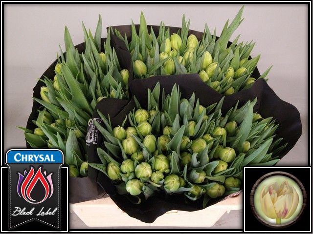 <h4>Tulipa do flaming margarita</h4>