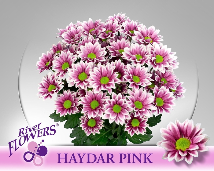<h4>Chr tr Haydar Pink</h4>