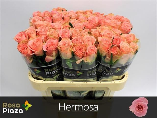 <h4>Rosa la hermosa+</h4>