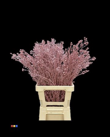 <h4>Waxflower Metallic Pink</h4>
